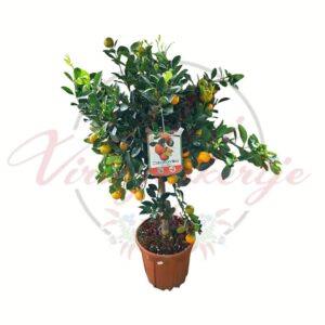 Termő kalamondin narancsfa Citrus mitis dézsás citrus növény cserépben