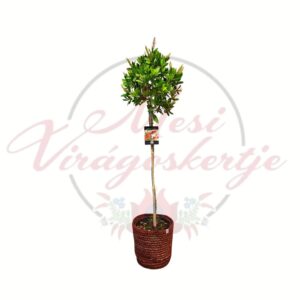 Piros virágú kefecserje Callistemon citrinus 'Splendens' törzses dísznövény