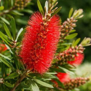 Piros kefecserje Callistemon citrinus 'Splendens' élénkpiros virága közelről