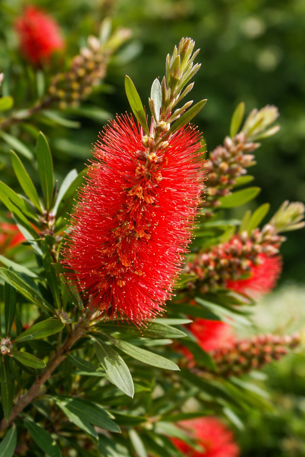Piros kefecserje Callistemon citrinus 'Splendens' élénkpiros virága közelről