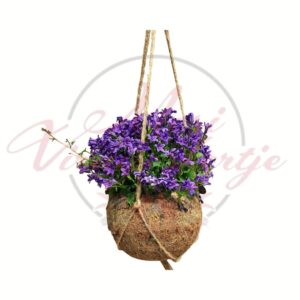 Lila harangvirág Campanula akasztós rost kaspóban