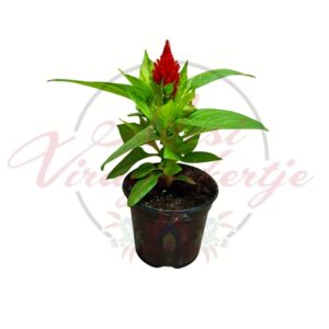 Tollas celózia Celosia plumosa piros virágú fiatal növény cserépben