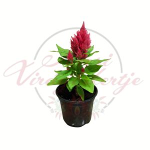 Tollas celózia Celosia plumosa rózsaszín virágú dísznövény cserépben
