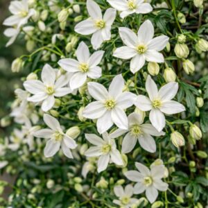 Fehér virágú örökzöld iszalag Clematis cartmanii 'Avalanche' virág közelről