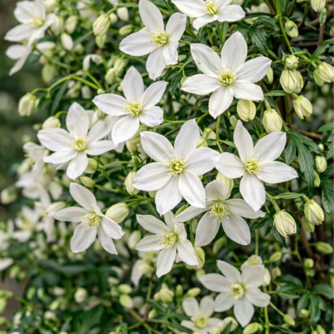 Fehér virágú örökzöld iszalag Clematis cartmanii 'Avalanche' virág közelről