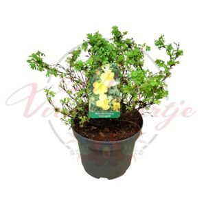 Cserjés pimpó Potentilla fruticosa Goldteppich sárga virágú díszcserje