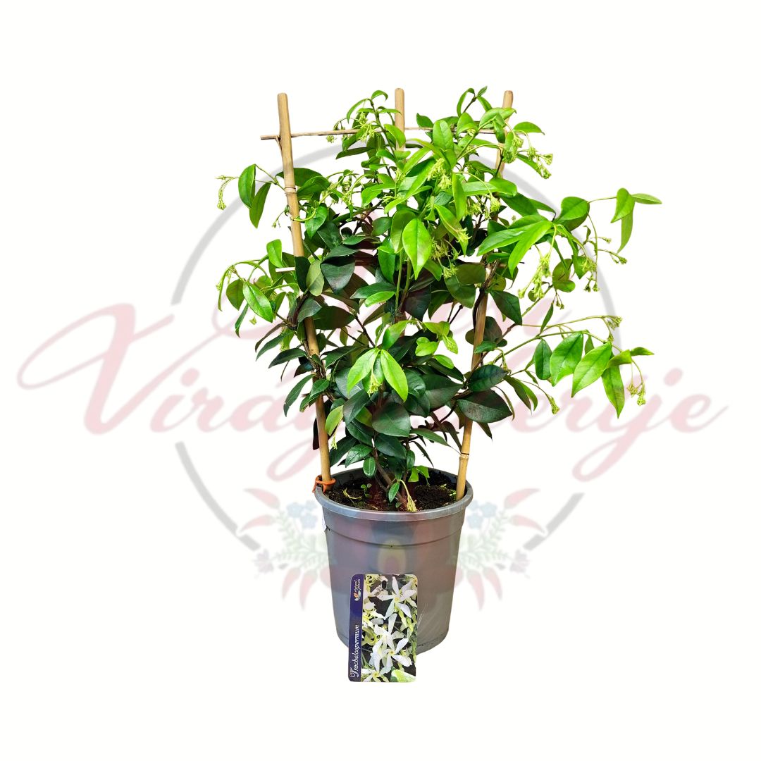 Csillagjázmin Trachelospermum jasminoides futónövény cserepes