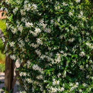 Csillagjázmin Trachelospermum jasminoides virágzó futónövény pergolán