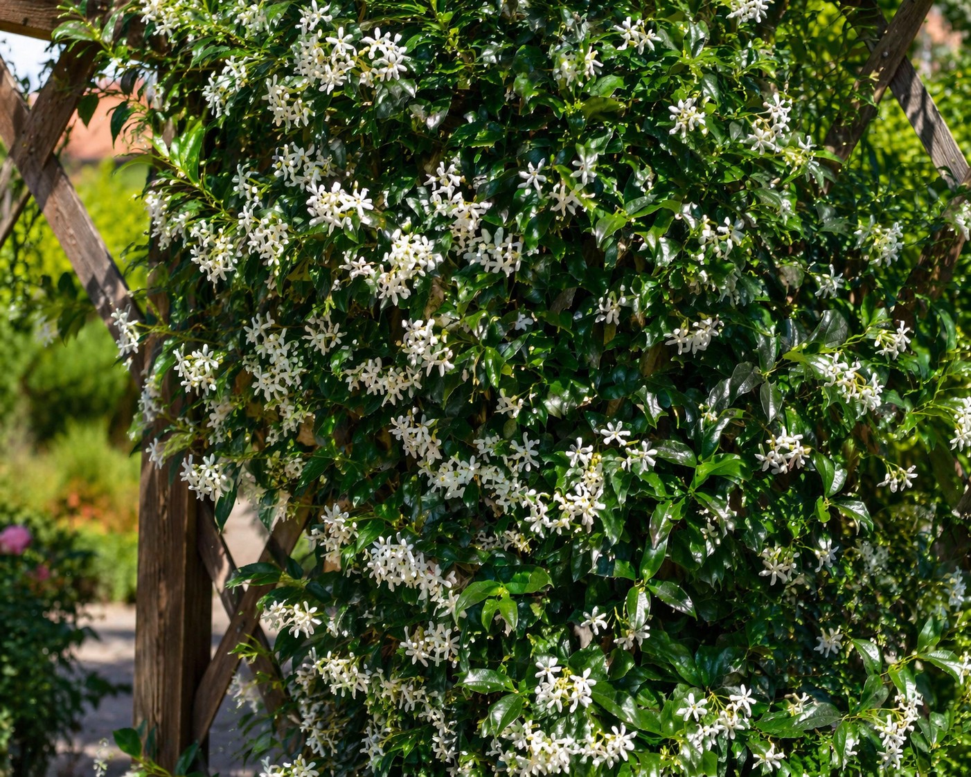 Csillagjázmin Trachelospermum jasminoides virágzó futónövény pergolán