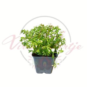 Fehér dalmát harangvirág Campanula portenschlagiana Clockwise White Blush cserépben