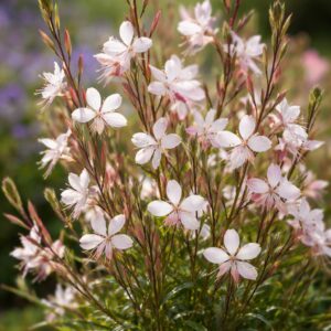 Díszgyertya Oenothera lindheimeri virágzó évelő rózsaszín-fehér virágokkal