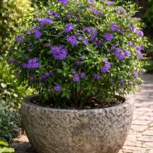 Enciánfa Solanum rantonnetii nagy kő dézsában virágzó bokor kertben