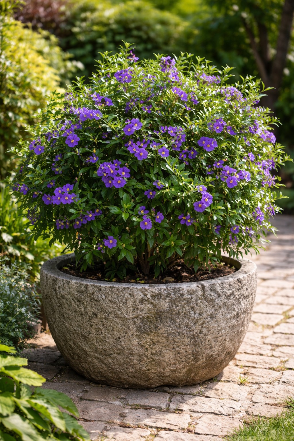 Enciánfa Solanum rantonnetii nagy kő dézsában virágzó bokor kertben