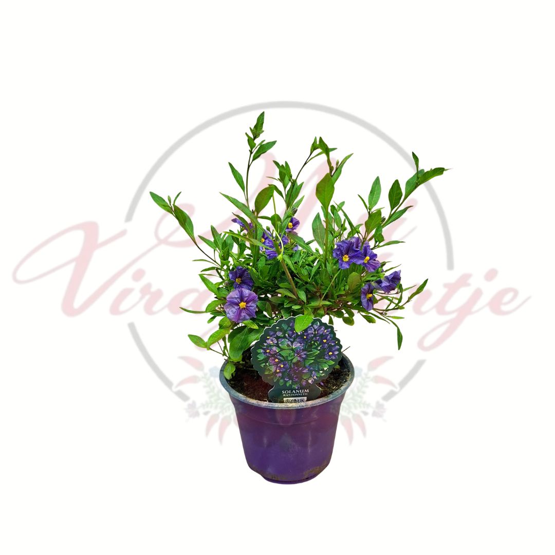 Enciánfa Solanum rantonnetii bokros forma lila virágú dísznövény cserépben