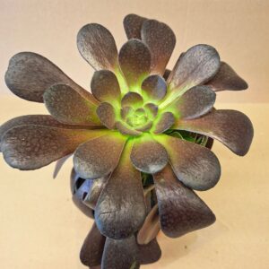 Fatermetű kövirózsa Aeonium arboreum rozettája közelről