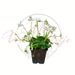 Fehér ibolya Viola sororia cserepes virágzó növény