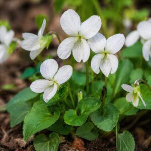 Fehér ibolya Viola sororia virág közelről kertben