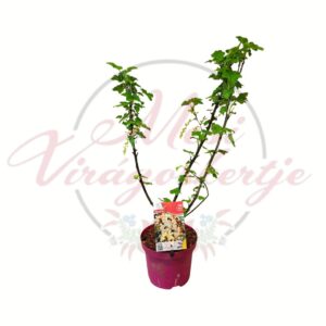 Fehér ribiszke Ribes rubrum Zitavia cserepes bokor