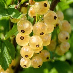 Fehér ribiszke Ribes rubrum termés közelről fürtben