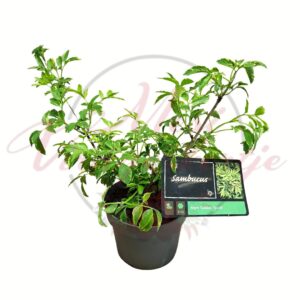 Fekete bodza Sambucus nigra Golden Spark tarka levelű díszcserje cserépben