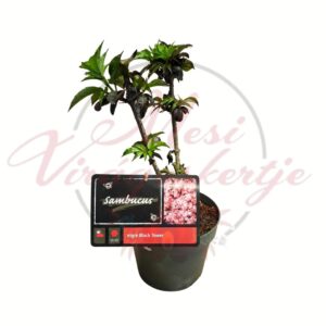 Fekete bodza Sambucus nigra Black Tower sötét lombú oszlopos cserje