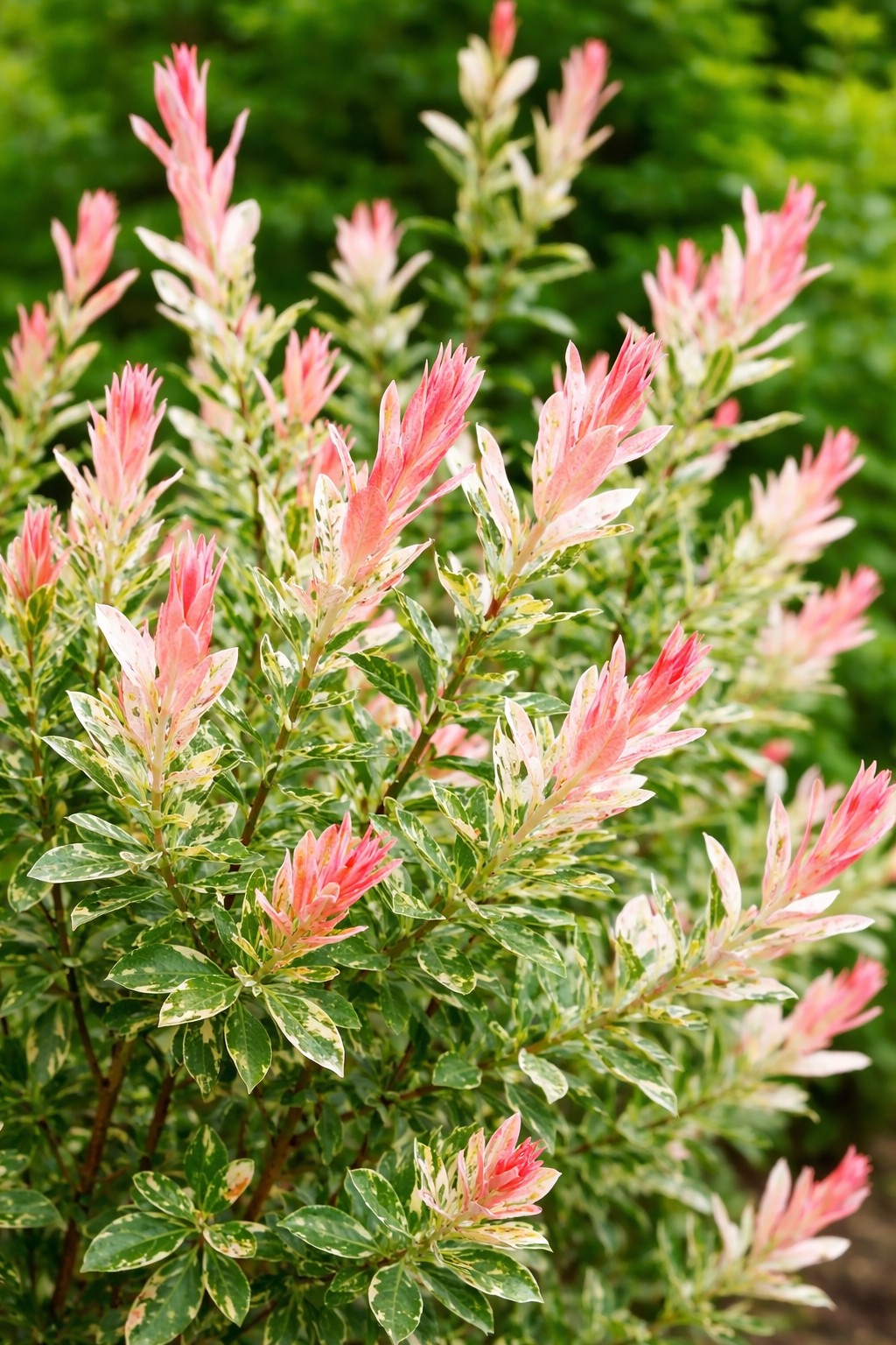 Salix integra Flamingo tarka levelű fűz rózsaszín hajtásokkal közeli kép