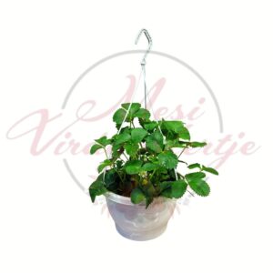 Folytontermő csüngő eper függő kaspóban termesztve