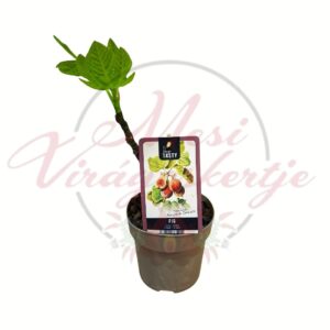 Korai dalmát füge fiatal növény cserépben Ficus carica Precoce de Dalmatie