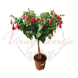 Törzses fukszia Fuchsia hybrida piros virágú dísznövény cserépben