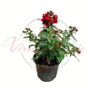 Fukszia piros virágú csüngő dísznövény cserépben