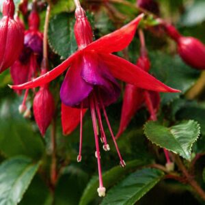 Fukszia Fuchsia hybrida piros virág közelről csüngő dísznövény