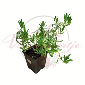 Hibrid levendula Grosso Lavandula x intermedia cserépben fiatal növény