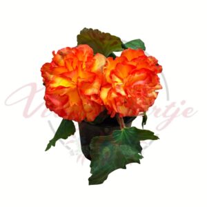 Gumós begónia narancs cirmos virág Begonia tuberhybrida cserépben