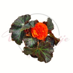 Gumós begónia élénk narancs virág Begonia tuberhybrida cserépben