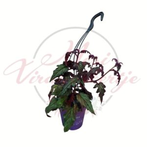 Bársonylevelű gynura lila levelű csüngő növény cserépben Gynura aurantiaca