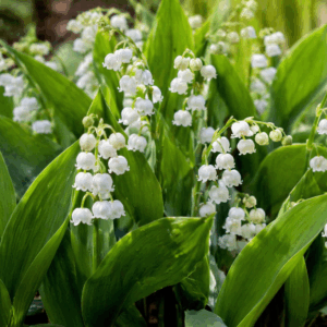 Gyöngyvirág (Convallaria majalis) virágzó növénycsoport a kertben közelről