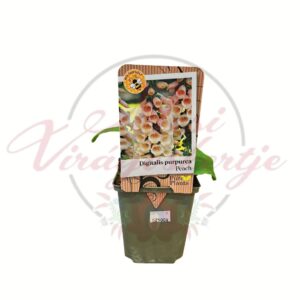 Barack színű gyűszűvirág Digitalis purpurea Peach cserepes növény