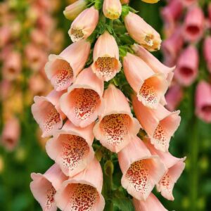 Barack színű gyűszűvirág Digitalis purpurea közeli virágfotó