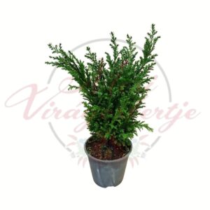 Hamisciprus Chamaecyparis lawsoniana cserepes örökzöld dísznövény