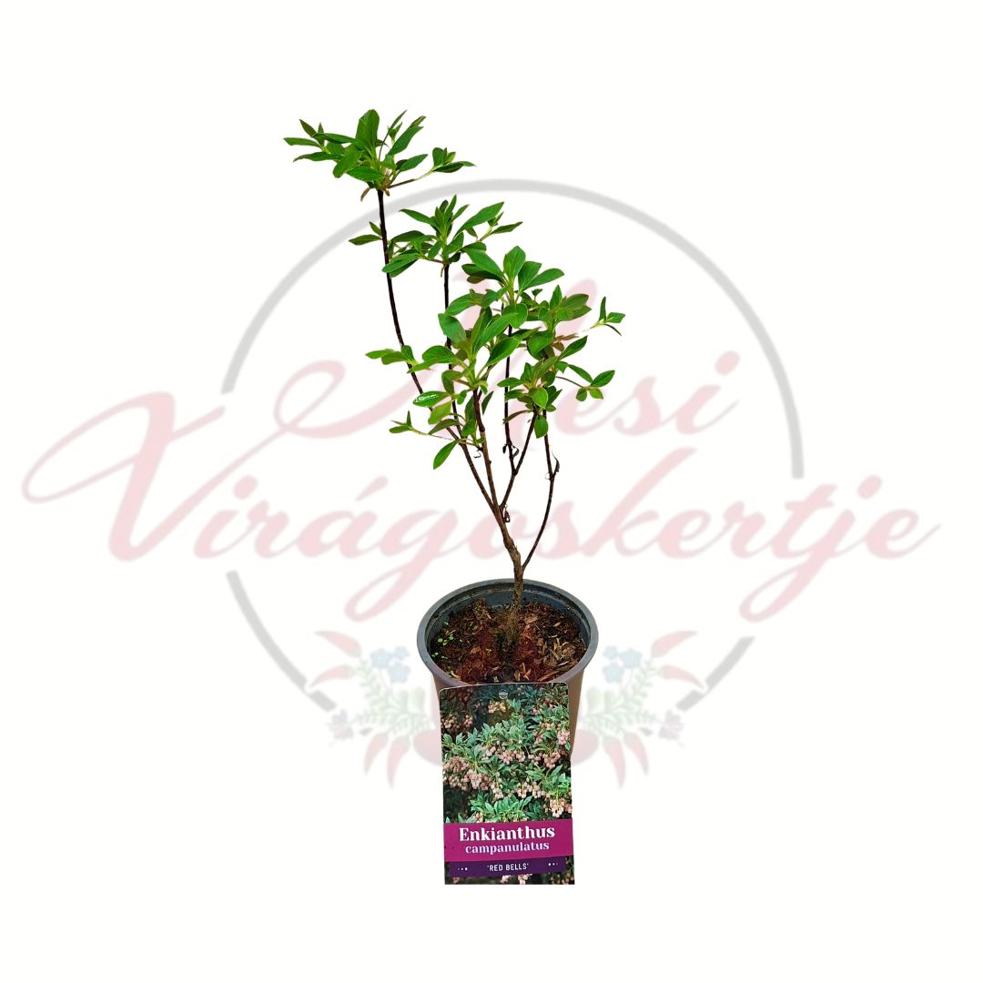 Harangcserje enkianthus Enkianthus campanulatus Red Bells cserepes díszcserje