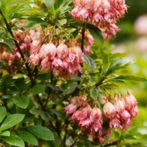 Harangcserje enkianthus Enkianthus campanulatus Red Bells rózsaszín harangvirágok
