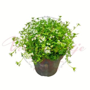 Havasi daravirág fehér virágú talajtakaró növény cserépben Hutchinsia alpina