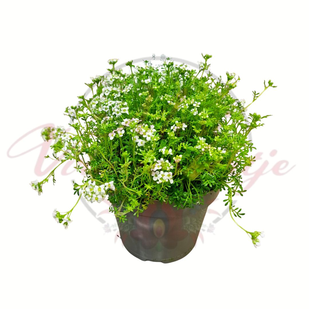 Havasi daravirág fehér virágú talajtakaró növény cserépben Hutchinsia alpina