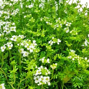 Havasi daravirág apró fehér virágok közelről Hutchinsia alpina