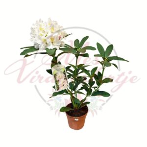 Havasszépe Cunningham’s White fehér virágú rhododendron cserépben