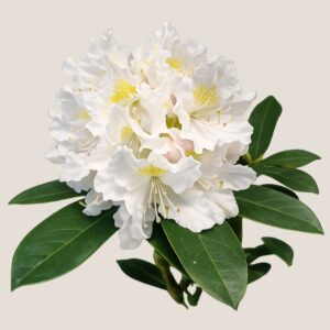 Fehér virágú havasszépe Cunningham’s White rhododendron közelről