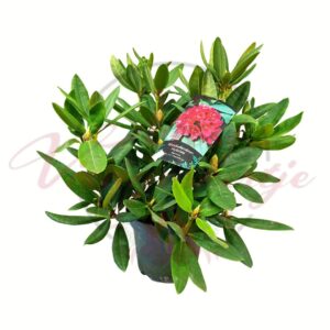 Havasszépe Rhododendron hybride Alpenrose Dr H C Dresselhuys piros virágú cserepes növény