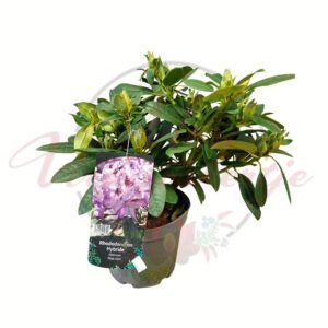 Havasszépe Rhododendron hybride Alpenrose Peter Alan lila virágú cserepes növény