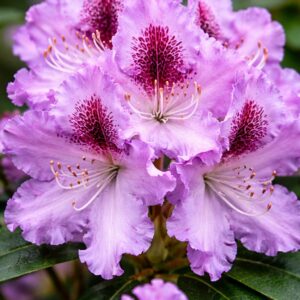Havasszépe Rhododendron hybride Peter Alan lila virág közeli fotó