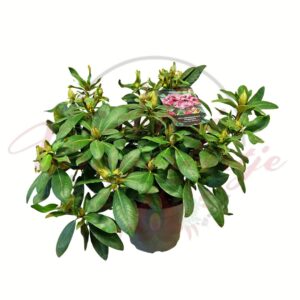 Havasszépe Rhododendron hybride Alpenrose Rasputin rózsaszín virágú cserepes növény
